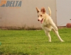 Border Collie Rojo Mirlo Bicolor Macho #184M32624.jpg
