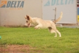 Border Collie Rojo Mirlo Bicolor Macho #184M32625.jpg