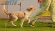 Border Collie Rojo Mirlo Bicolor Macho #184M32627.jpg