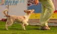 Border Collie Rojo Mirlo Bicolor Macho #184M32628.jpg