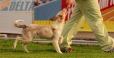 Border Collie Rojo Mirlo Bicolor Macho #184M32629.jpg