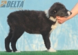 Border Collie Negro Bicolor Macho #210H22631.jpg