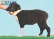 Border Collie Negro Bicolor Macho #210H22632.jpg