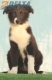 Border Collie Negro Bicolor Macho #210H22633.jpg