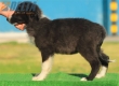 Border Collie Negro Bicolor Hembra #210H52639.jpg