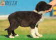 Border Collie Negro Bicolor Hembra #210H52640.jpg
