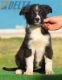 Border Collie Negro Bicolor Hembra #210H52641.jpg