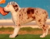 Border Collie Rojo Mirlo Bicolor Macho #214H22643.jpg