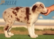 Border Collie Rojo Mirlo Bicolor Macho #214H22644.jpg
