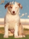 Border Collie Rojo Mirlo Bicolor Macho #214H22645.jpg