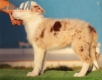 Border Collie Rojo Mirlo Bicolor Macho #214H42647.jpg