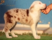 Border Collie Rojo Mirlo Bicolor Macho #214H42648.jpg