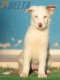 Border Collie Rojo Mirlo Bicolor Macho #214H42649.jpg