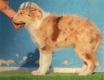Australian Shepherd Rojo Mirlo Tricolor Macho #215M12658.jpg