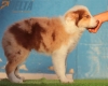 Australian Shepherd Rojo Mirlo Tricolor Macho #215M12659.jpg