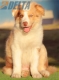 Australian Shepherd Rojo Mirlo Tricolor Macho #215M12662.jpg