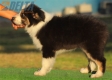 Australian Shepherd Negro Tricolor Hembra #215H22663.jpg
