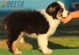 Australian Shepherd Negro Tricolor Hembra #215H22664.jpg