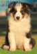 Australian Shepherd Negro Tricolor Hembra #215H22665.jpg
