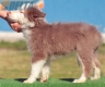 Border Collie Lila Tricolor Macho #199M12668.jpg