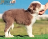 Border Collie Lila Tricolor Macho #199M12669.jpg