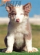Border Collie Lila Tricolor Macho #199M12670.jpg