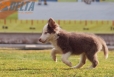 Border Collie Lila Tricolor Macho #199M12671.jpg