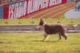 Border Collie Lila Tricolor Macho #199M12672.jpg