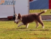 Border Collie Lila Tricolor Macho #199M12673.jpg