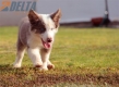 Border Collie Lila Tricolor Macho #199M12674.jpg