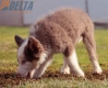 Border Collie Lila Tricolor Macho #199M12675.jpg