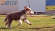 Border Collie Lila Tricolor Macho #199M12676.jpg