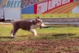 Border Collie Lila Tricolor Macho #199M12677.jpg
