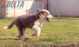 Border Collie Lila Tricolor Macho #199M12678.jpg
