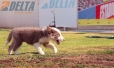 Border Collie Lila Tricolor Macho #199M12679.jpg