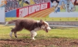 Border Collie Lila Tricolor Macho #199M12680.jpg