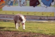 Border Collie Lila Tricolor Macho #199M12682.jpg