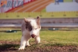 Border Collie Lila Tricolor Macho #199M12684.jpg