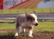 Border Collie Lila Tricolor Macho #199M12685.jpg