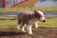 Border Collie Lila Tricolor Macho #199M12686.jpg