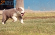 Border Collie Lila Tricolor Macho #199M12687.jpg