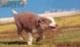 Border Collie Lila Tricolor Macho #199M12688.jpg