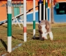 Border Collie Lila Tricolor Macho #199M12689.jpg