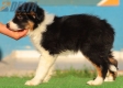 Border Collie Negro Tricolor Hembra #213H22692.jpg