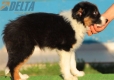 Border Collie Negro Tricolor Hembra #213H22693.jpg