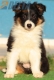 Border Collie Negro Tricolor Hembra #213H22694.jpg