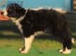 Border Collie Negro Bicolor Hembra #213H42696.jpg