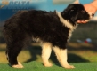 Border Collie Negro Bicolor Hembra #213H42697.jpg