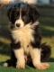 Border Collie Negro Bicolor Hembra #213H42698.jpg