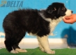 Border Collie Negro Bicolor Macho #213M12700.jpg